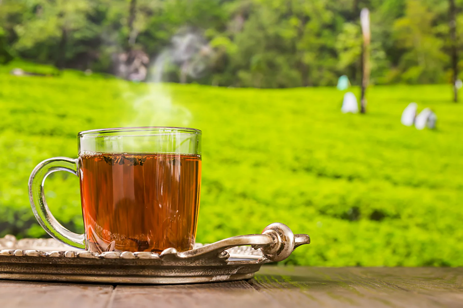 Our Philosophy: From Garden to Cup, With Integrity
